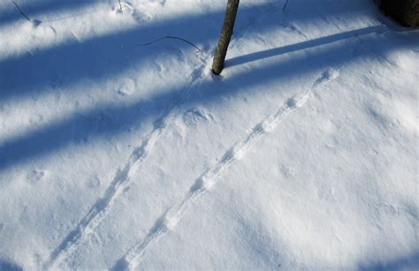 mouse tracks in snow with tail drag showing – Oakland County Blog