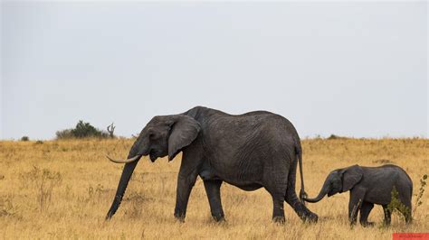 Baby Elephant with its mother : r/wildlifephotography