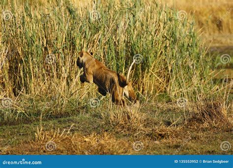 Rear View of a Large Lion Jumping Over the Water Stock Photo - Image of flying, female: 135553952