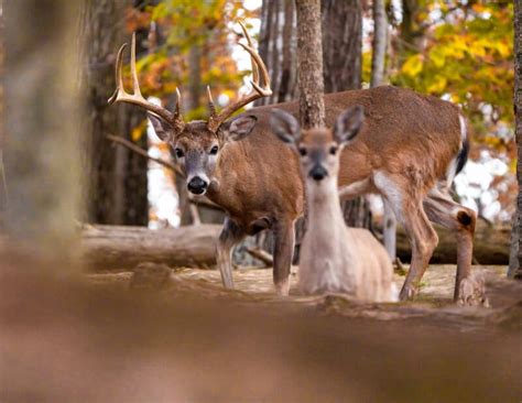 The Great Eastern Trail Could Become the New Appalachian Trail