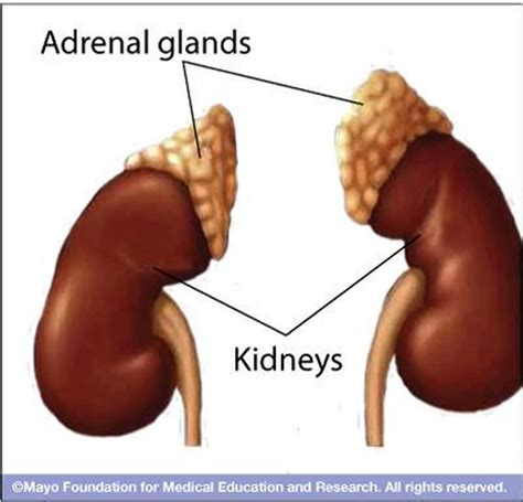 Pictures Of Adrenal Glands