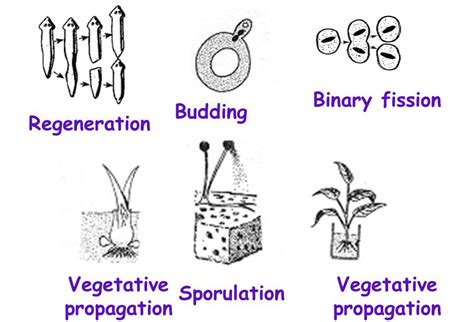 [Solved] What are 8(?) types of asexual reproduction? is there a diagram as... | Course Hero