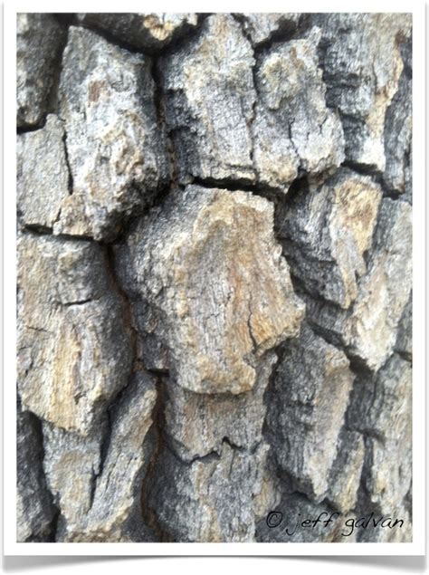 American Sycamore – Identify by Bark – Detail | Tree Service by Boulder Tree Care