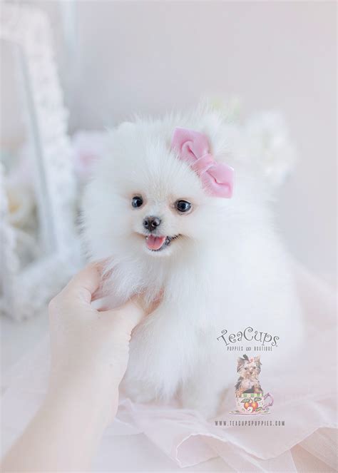 Snow White Pomeranian Puppies | Teacup Puppies & Boutique