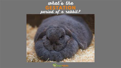 What's the gestation period of a rabbit? - SimplyRabbits - Rabbit care