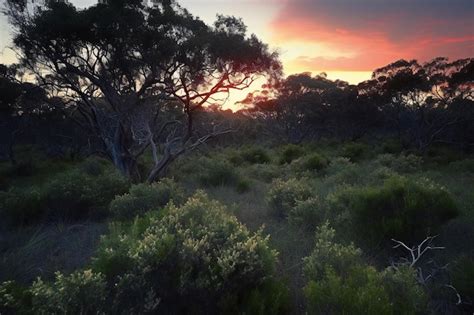 Premium AI Image | Sunset in the Australian outback late afternoon ...