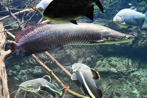 Meet The Arapaima, The Amazon ‘River Monster’ That Has Survived For 23 ...