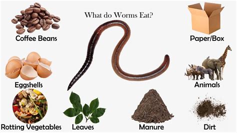 What do Worms Eat? - Feeding Nature