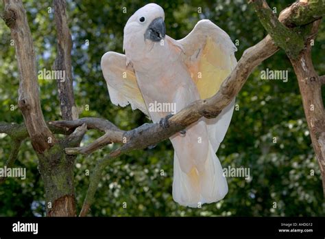 Moluccan cockatoo talking Cacatua moluccensis Birdland Bourton on the ...