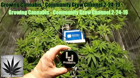 Growing Cannabis - Community Grow Channel 2-24-19 - YouTube