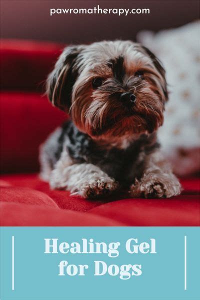 Healing Gel for Dogs - PawromaTherapy in 2021 | Dog balm, Itchy dog, Dogs