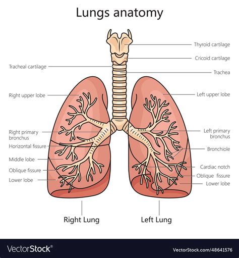 Lung anatomy structure diagram medical science Vector Image