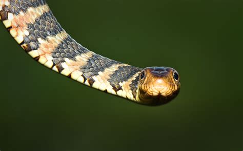 Snakes of the Everglades and South Florida