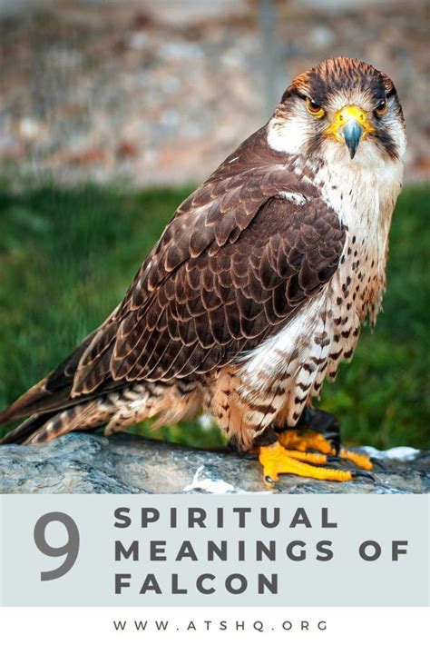 Falcon Symbolism: 9 Spiritual Meanings of Falcon