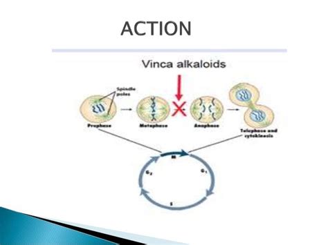 Vinca alkaloids