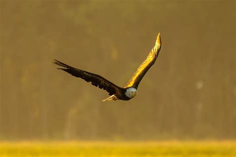 Close Up Photo of a Flying Eagle · Free Stock Photo