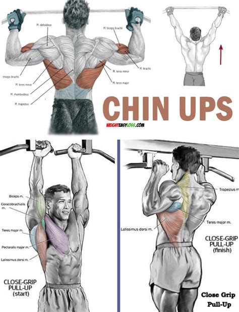 Muscles Worked In Close Grip Pull Ups