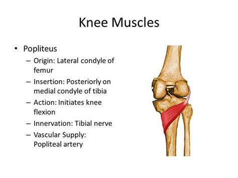 Popliteus | Muscle, Arteries, Vascular