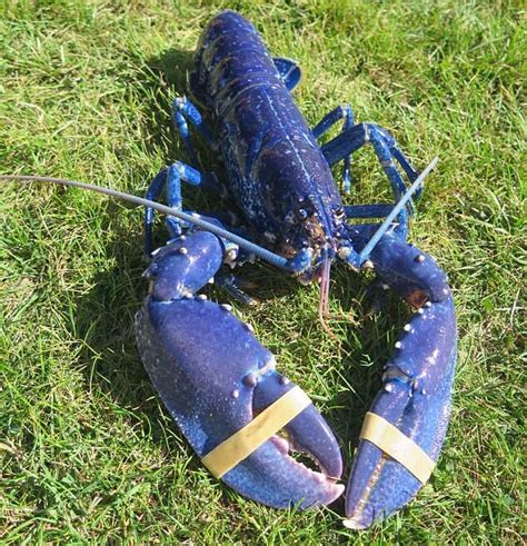 Blue Lobster, The Rare Crustacean That's One In 2 Million