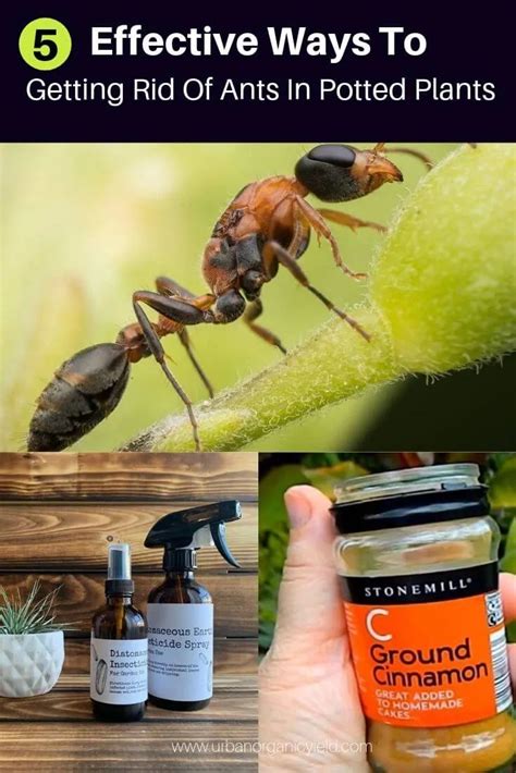 5 Effective Ways To Getting Rid Of Ants In Potted Plants Naturally