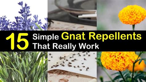 15 Simple Gnat Repellents that Really Work