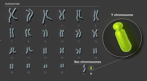 First complete sequencing of the Y chromosome - Techzle