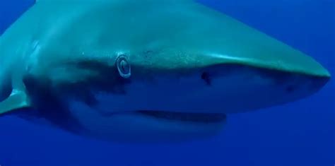 Brothers Shark Attack: Oceanic Whitetip Shark Attacks Diver