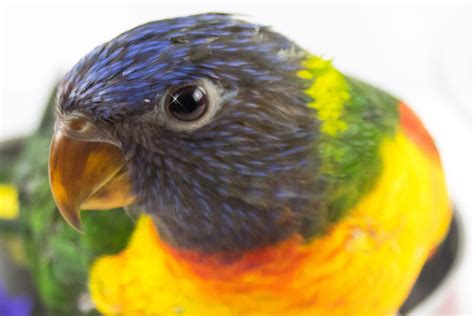 What make a Rainbow Lorikeet a great pet - Emerald Aviaries