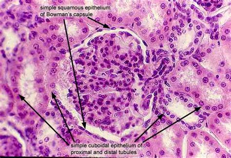 Simple Squamous Epithelial Tissue Diagram