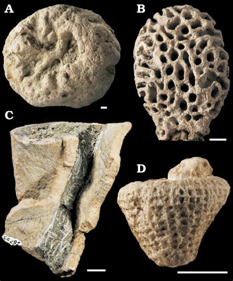 Sponge fossils from the Eocene of Chiampo. A. The lyssacinosid ...