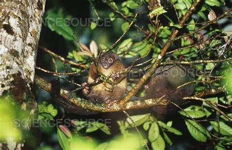 Photograph | Lemuroid Ringtail Possum in tree | Science Source Images