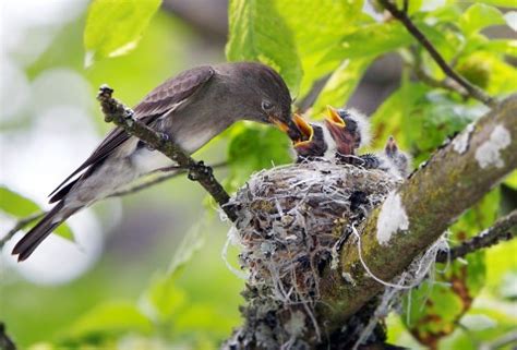 Olive-Sided Flycatcher | Coniferous Forest