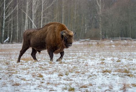 Wild Poland - Fascination Wildlife