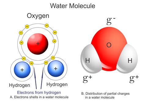 Draw A Water Molecule And Label The Partial Charges - Drawing.rjuuc.edu.np