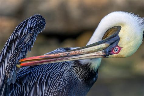 Peruvian Pelican Facts - CRITTERFACTS