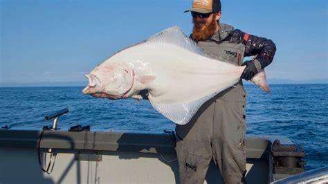 Alaskan Halibut Facts - O'Fish'ial Charters of Alaska