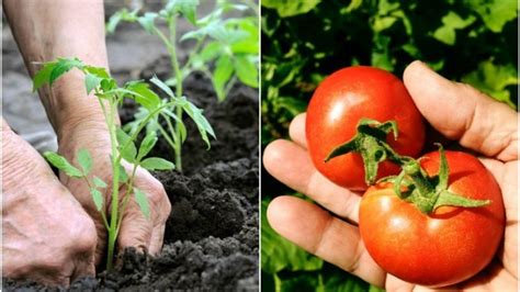 Secrets To Growing Organic Tomatoes | Growing Tomatoes Guide and Tips