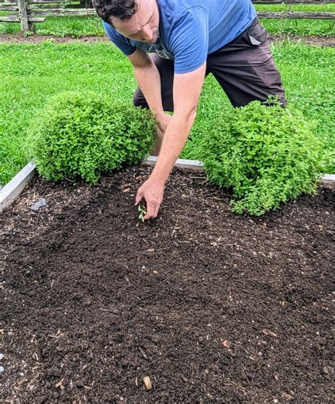 Planting Brassica Seedlings for Fall - The Martha Stewart Blog