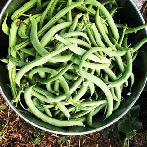 Preserving your green bean harvest doesn’t have to be hard.