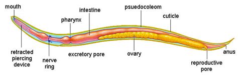 Ascaris lumbricoides- Digestive, Respiration, Excretory, Nervous System