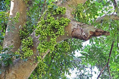 Indian Fig Tree - itree