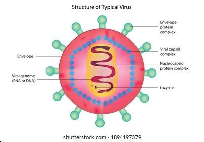 Biological Structure Typical Virus Virus Detailed Stock Vector (Royalty ...