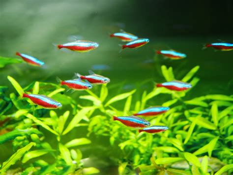 How Long Do Neon Tetras Live: Factors Swaying Their Lifespan