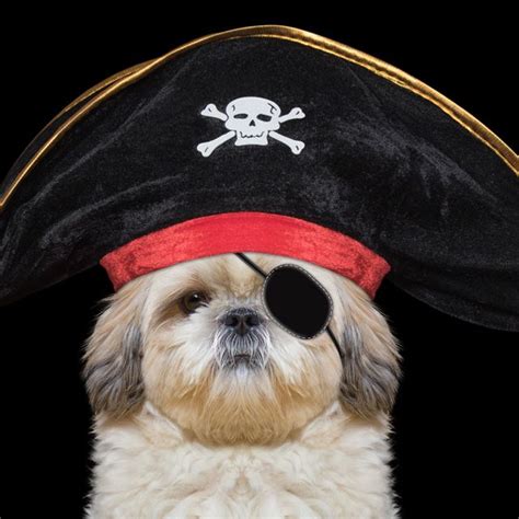 dog pirate costumes Dog Pirate Costume, Pet Halloween Costumes, Disney Costumes, Dog Costumes ...