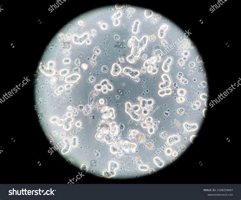 100 Phase Contrast Microscopy Images, Stock Photos, 3D objects, & Vectors | Shutterstock