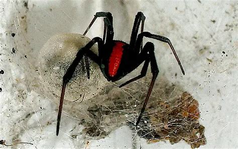 Redback Spider – Latrodectus hasselti - Insects