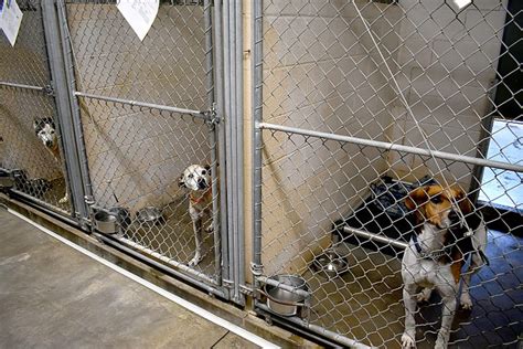 SPCA asks for help with overflow of pets at shelter | News, Sports ...