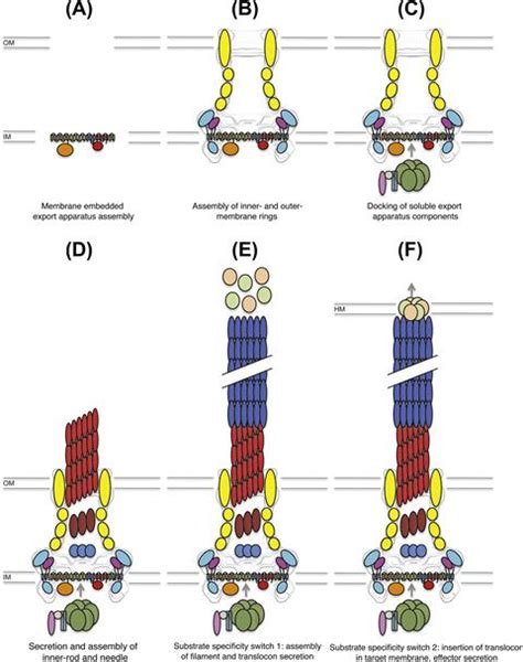 Type 3 secretion systems | Basicmedical Key