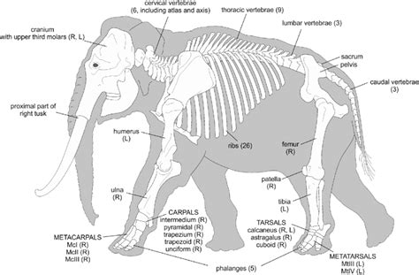 Elephant Skeleton