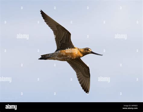 Bar tailed godwit alaska hi-res stock photography and images - Alamy